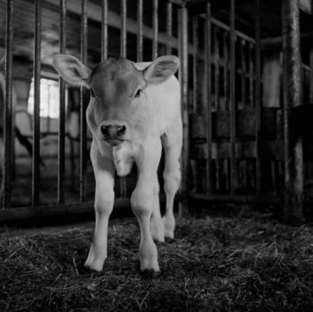 Brown Swiss calf Canvas Art - (24 x 36)