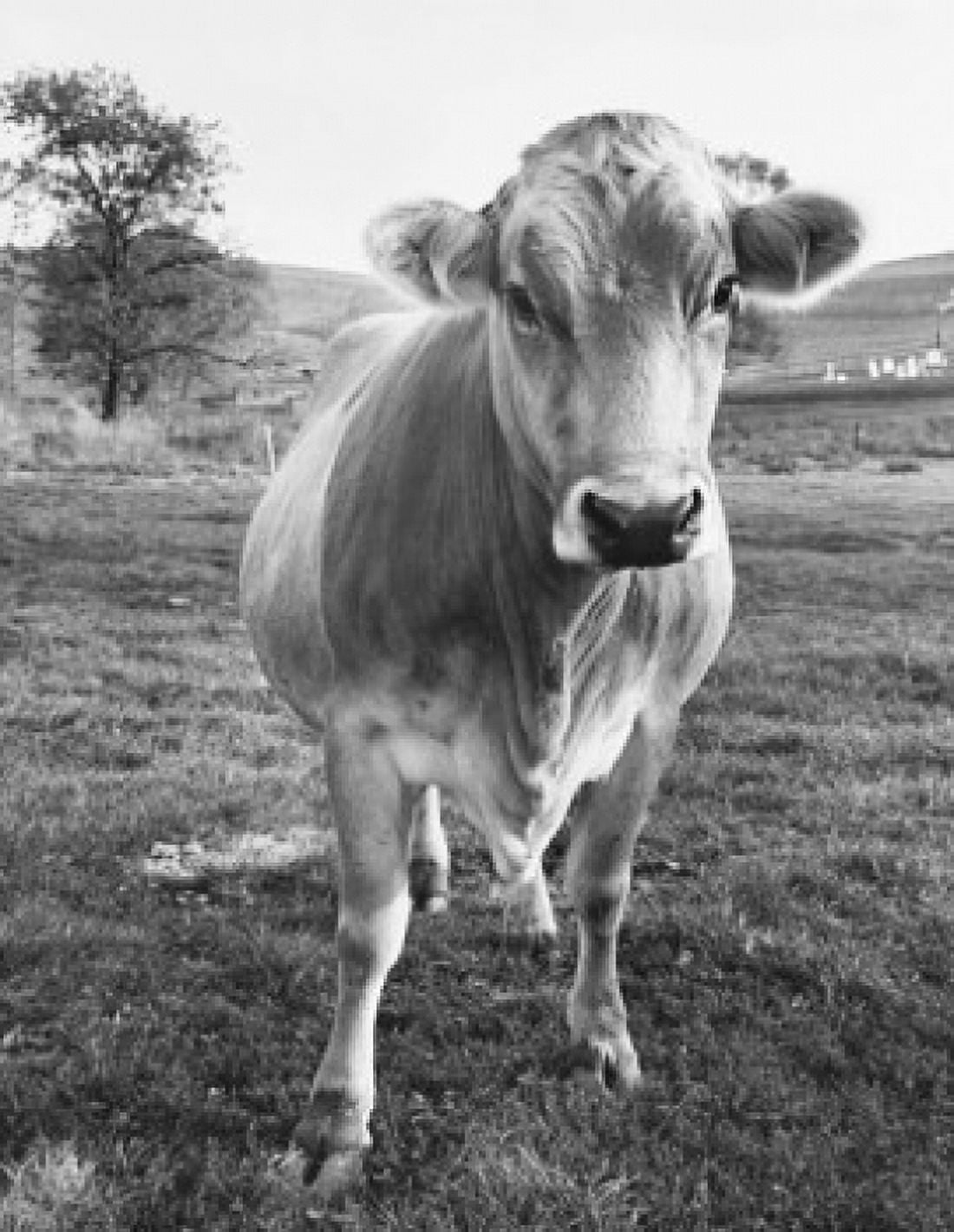 Brown Swiss cow standing in a field Canvas Art - (24 x 36)