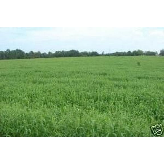 Brown Top Millet Seed - 50 Lbs.