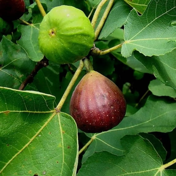 Brown Turkey Fig - Ficus carica 'Brown Turkey'