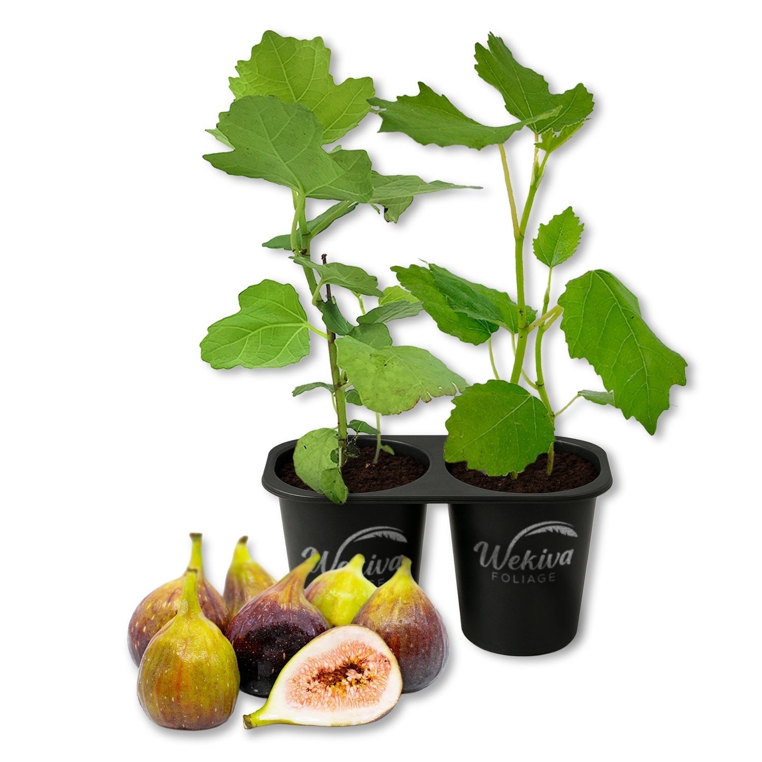 Brown Turkey Fig Tree - 2 Live Starter Plants - Ficus Carica - Edible Fruit Tree for The Patio and Garden