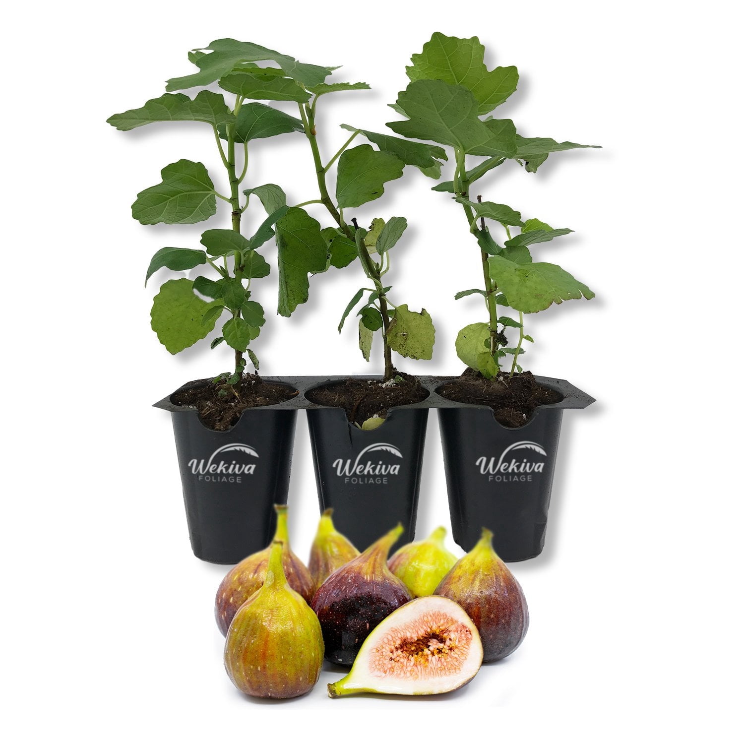 Brown Turkey Fig Tree - 3 Live Tissue Culture Starter Plants - Ficus Carica - Edible Fruit Tree for The Patio and Garden