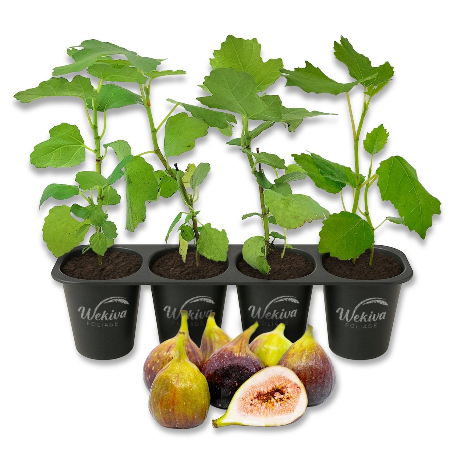 Brown Turkey Fig Tree - 4 Live Starter Plants - Ficus Carica - Edible Fruit Tree for The Patio and Garden