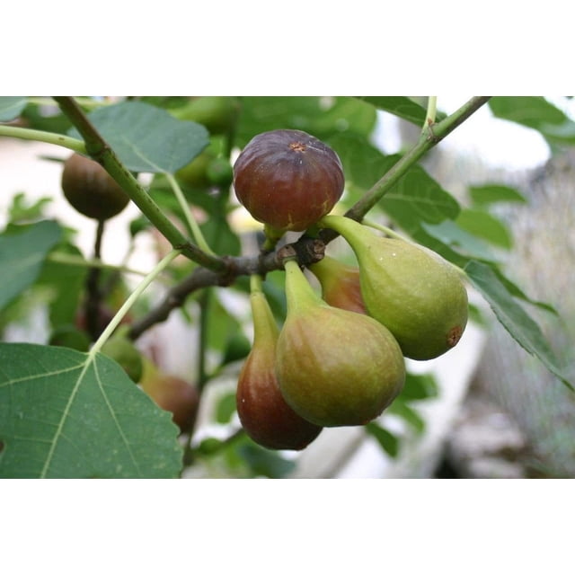 Turkey Small Tree Brown Turkey Fig Tree - 60 Live Starter Plants - Ficus Carica - Edible ...