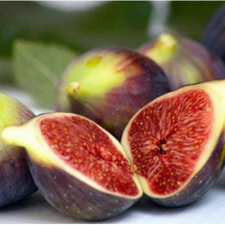 Brown Turkey Fig Tree Live Plant 4-8" Tall for Planting - Ficus Carica 'Brown Turkey' - Cold Hardy Fig Tree - Sweet Fruit Tree