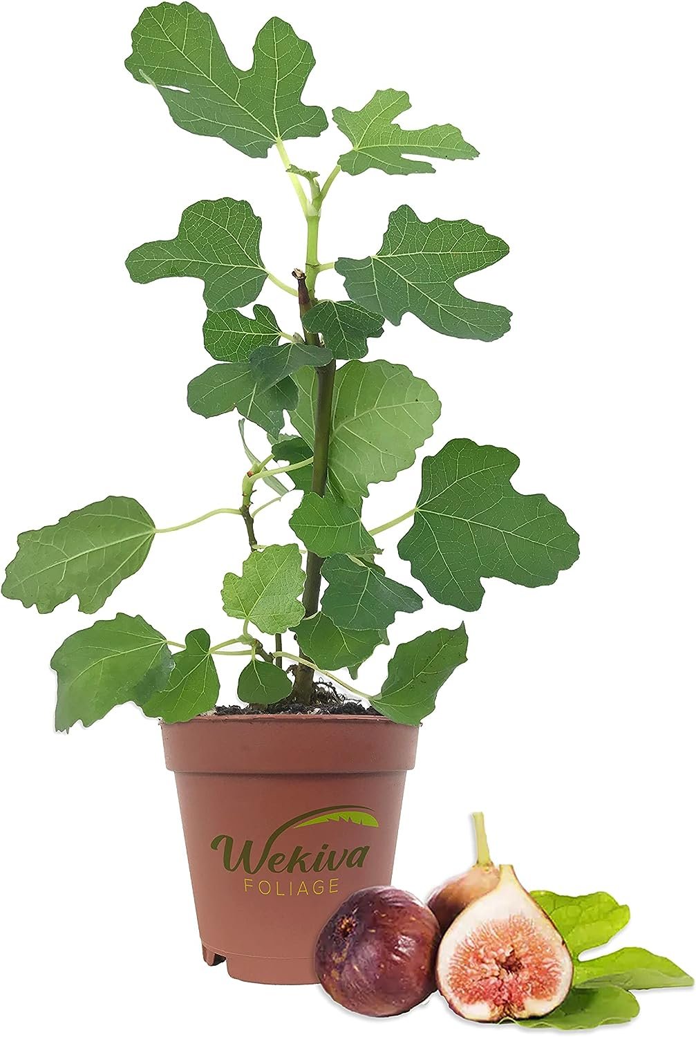 Brown Turkey Edible Fig Plant Ficus carica Sweet 4" Pot