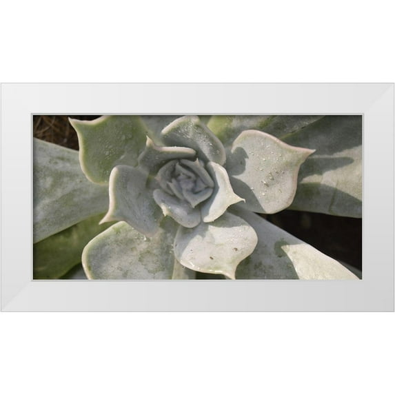 Brown, Victoria 18x11 White Modern Wood Framed Museum Art Print Titled - Succulent 2