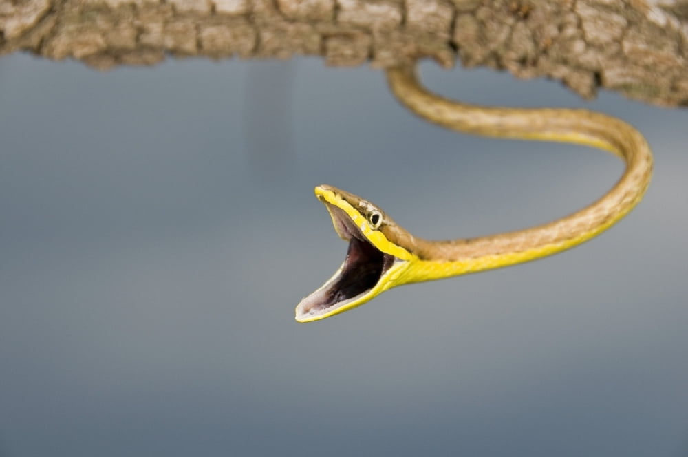 Brown Vine Snake (Oxybelis Aeneus) Arizona Usa Defensive Snake Hanging From A Branch Canvas Art - Jack Goldfarb Design Pics (18 x 12)