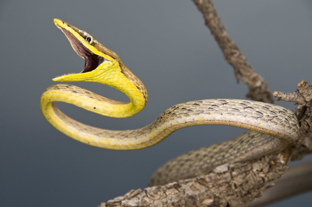 Brown Vine Snake (Oxybelis Aeneus) Arizona Usa Defensive Snake On A Branch Canvas Art - Jack Goldfarb Design Pics (18 x 12)