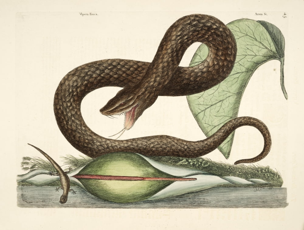Brown Viper Canvas Art - Mark Catesby (24 x 36)