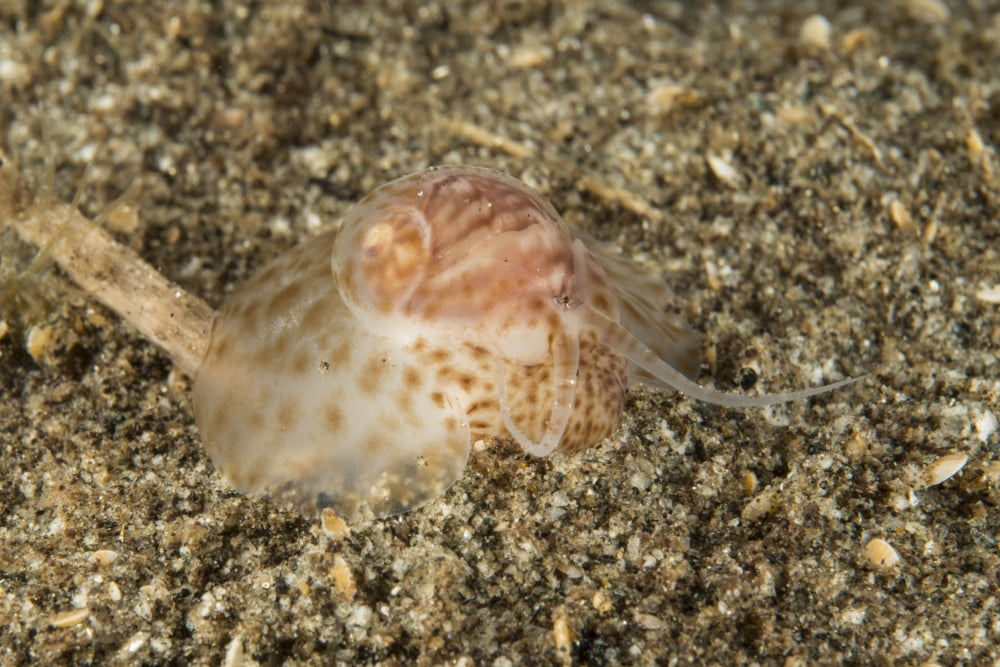 Brown and white gastropod crawling on the sandy bottom hunting for food Canvas Art - Mathieu MeurStocktrek Images (34 x 23)