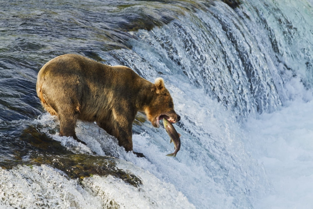 Brown bear (Ursus arctos) about to catch a jumping sockeye salmon (Oncorhynchus nerka) at Brooks Falls Katmai National Park and Preserve Southwest Alaska Canvas Art - Gary Schultz Design Pics (38 x 2