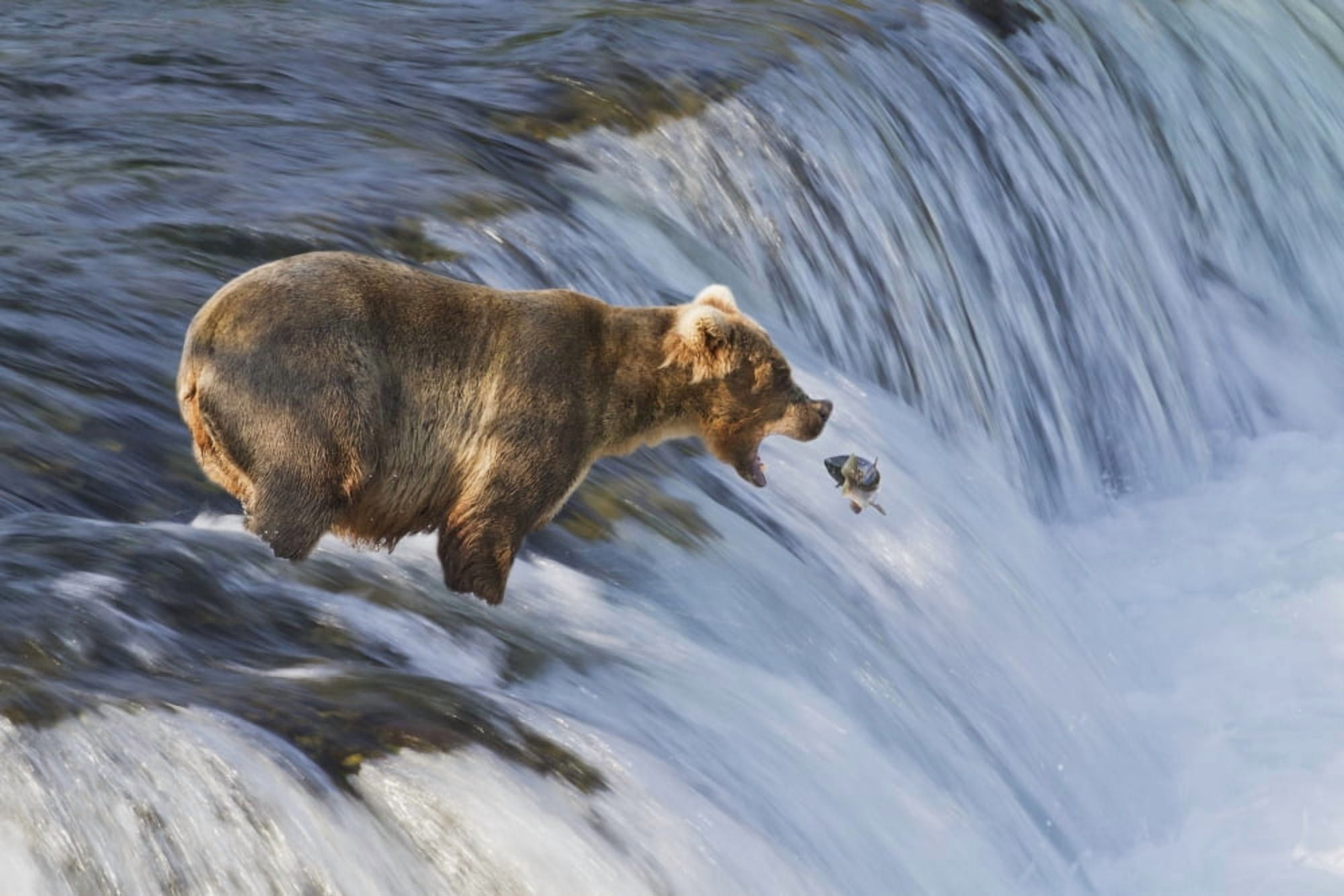 Brown bear (Ursus arctos) about to catch a jumping sockeye salmon (Oncorhynchus nerka) at Brooks Falls Katmai National Park and Preserve Southwest Alaska Canvas Art - Gary Schultz Design Pics (19 x 1