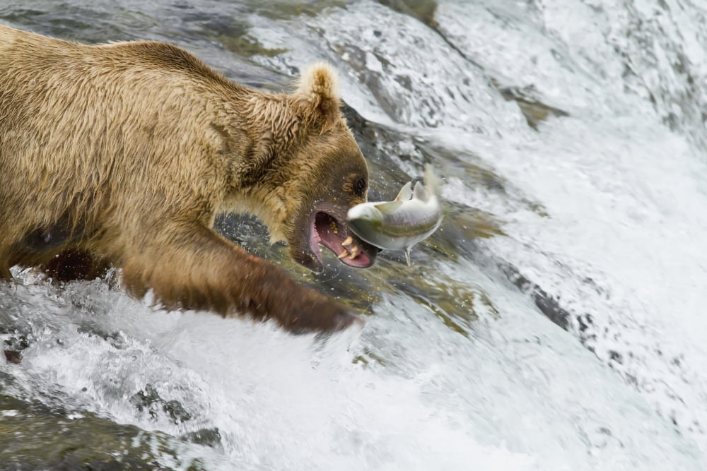 Brown bear (Ursus arctos) catching a jumping Sockeye salmon (Oncorhynchus nerka) at Brooks Falls Katmai National Park and Preserve Southwest Alaska Canvas Art - Gary Schultz Design Pics (17 x 11)