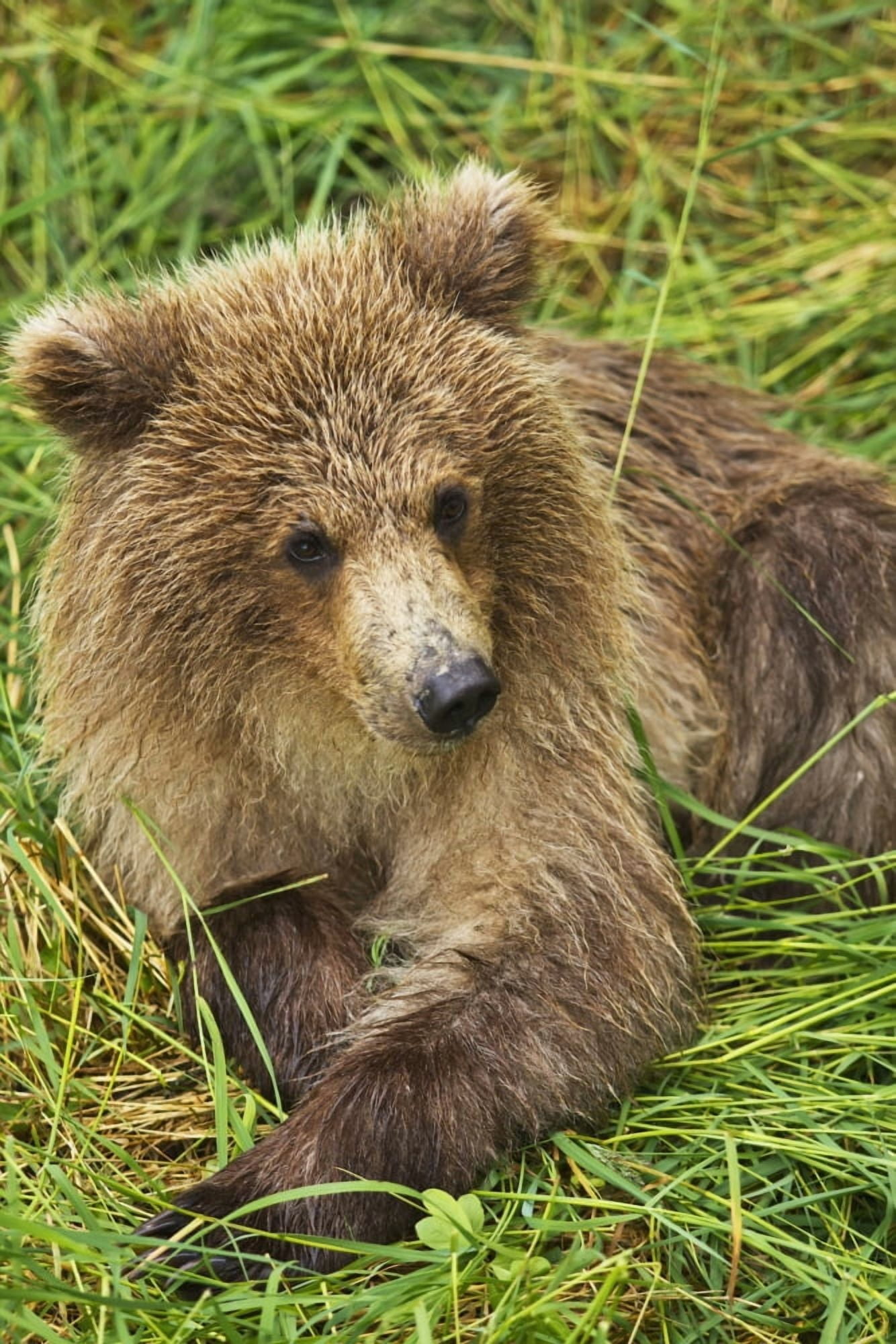 Brown bear (Ursus arctos) cub close-up lying in grass Katmai National Park and Preserve Southwest Alaska USA Canvas Art - Gary Schultz Design Pics (24 x 38)