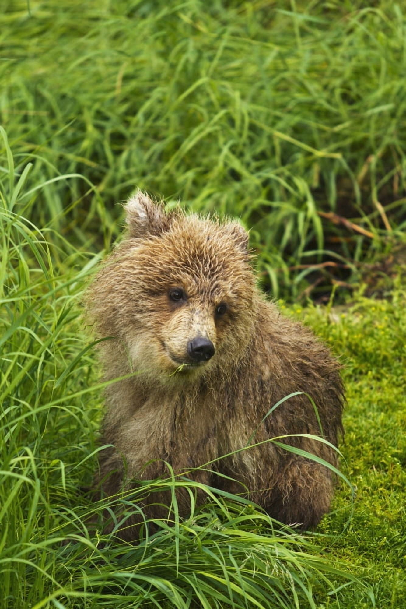 Brown bear (Ursus arctos) cub close-up sitting in grass Katmai National Park and Preserve Southwest Alaska USA Canvas Art - Gary Schultz  Design Pics (24 x 38)