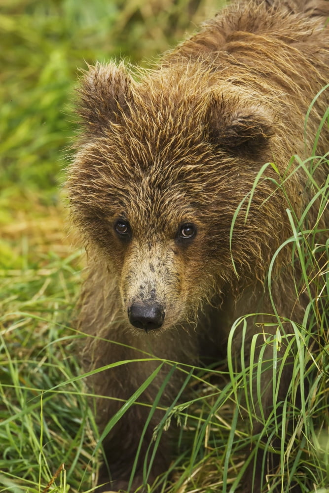 Brown bear (Ursus arctos) cub close-up standing in grass Katmai National Park and Preserve Southwest Alaska USA Canvas Art - Gary Schultz  Design Pics (12 x 19)