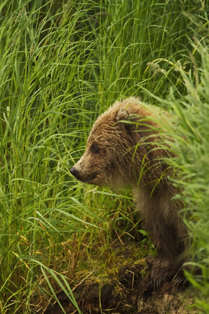 Brown bear (Ursus arctos) cub sitting on grassy bank of Brooks River Katmai National Park and Preserve Southwest Alask Canvas Art - Gary Schultz Design Pics (11 x 17)