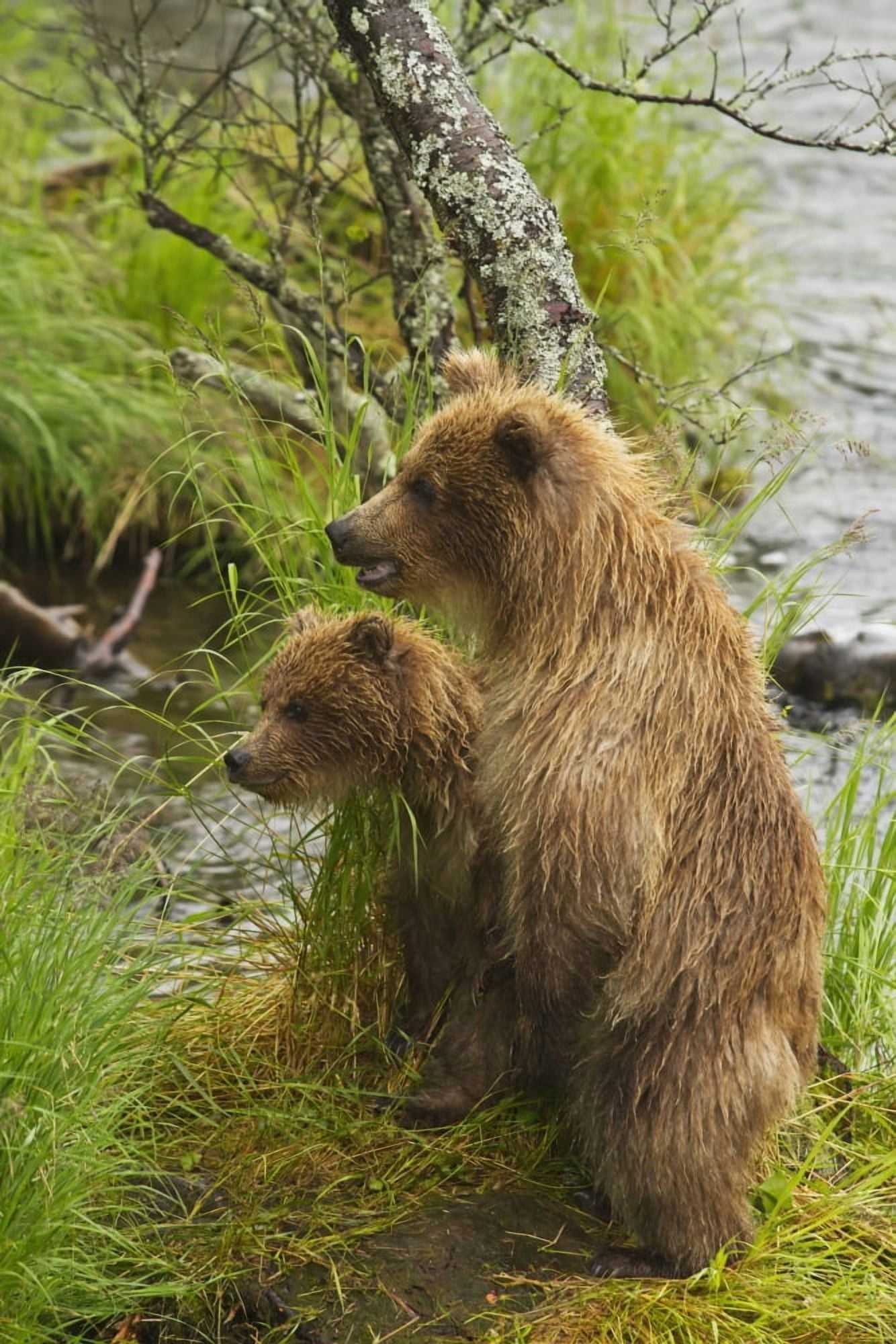 Brown bear (Ursus arctos) cubs standing upright on a grassy bank of Brooks River Katmai National Park and Preserve Southwest Alaska Canvas Art - Gary Schultz Design Pics (12 x 19)