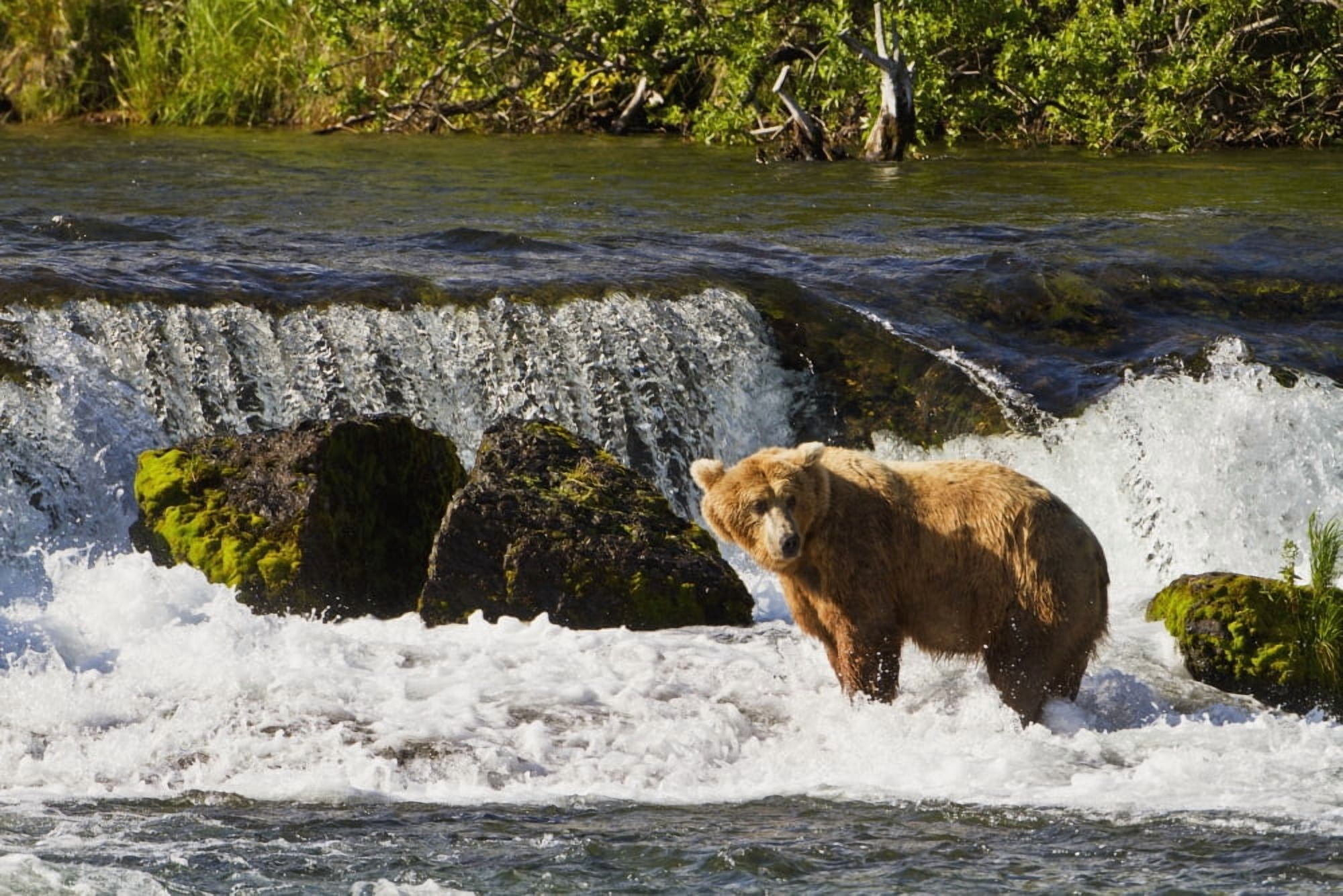 Brown bear (Ursus arctos) standing in rapids below Brooks Falls while fishing for Sockeye salmon Katmai National Park and Preserve Southwest Alaska Canvas Art - Gary Schultz Design Pics (38 x 24)
