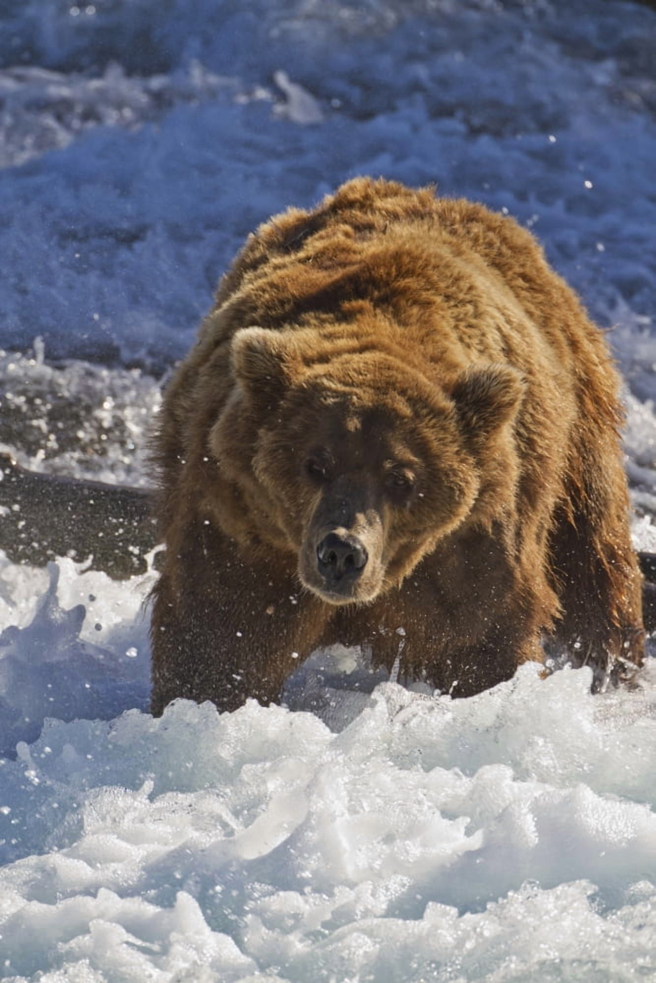 Brown bear (Ursus arctos) standing in rapids below Brooks Falls while fishing for sockeye salmon Katmai National Park and Preserve Southwest Alaska Canvas Art - Gary Schultz Design Pics (24 x 38)