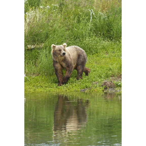 Brown bear (Ursus arctos) walking on vegetated bank of Brooks River while fishing for sockeye salmon Katmai National Park and Preserve Southwest Alaska Canvas Art - Gary Schultz Design Pics (24 x 38)