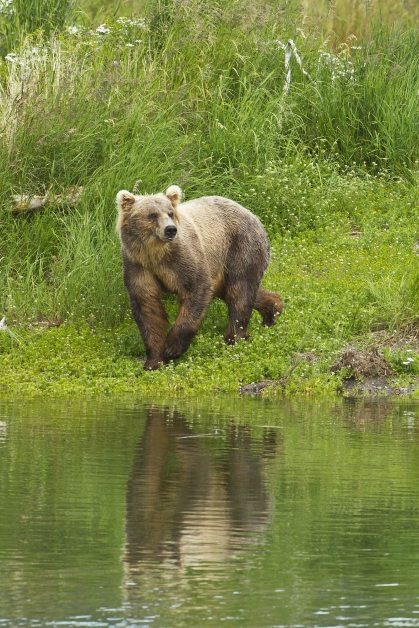 Brown bear (Ursus arctos) walking on vegetated bank of Brooks River while fishing for sockeye salmon Katmai National Park and Preserve Southwest Alaska Canvas Art - Gary Schultz Design Pics (12 x 19)