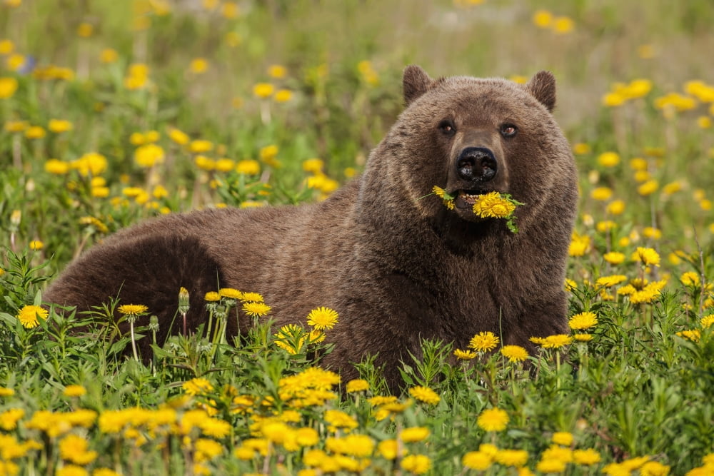 A Brown bear forages on dandelions Tatshenshini-Alsek Park accessible from the Haines to Haines Junction section of the Alaska Highway Summer Yukon Canada Canvas Art - John Hyde Design Pics (19 x 12)