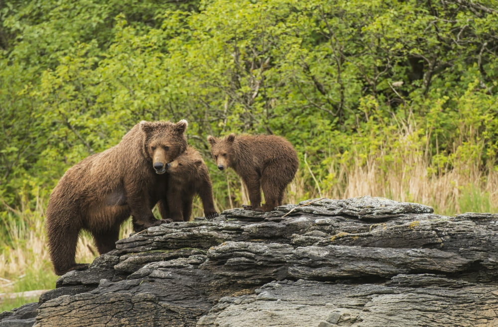 Brown bear sow and cubs in Kukak Bay Katmai National Park & Preserve Alaska Canvas Art - Carl Johnson Design Pics (38 x 24)
