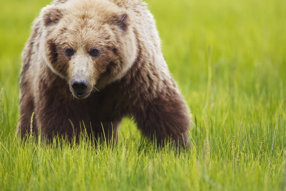Brown bear up close at lake clarke national parkAlaska united states of america Canvas Art - Richard Wear Design Pics (19 x 12)