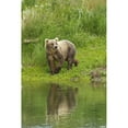 thumbnail image 1 of Brown bear walking on vegetated bank of Brooks River while fishing for sockeye salmon Katmai National Park and Preserve, 1 of 3