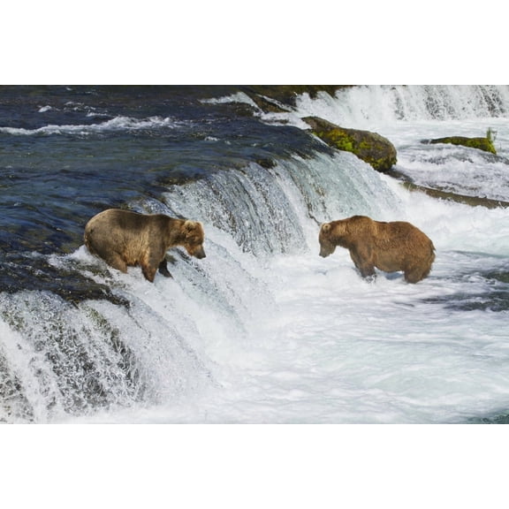 Brown bears (Ursus arctos) fishing for sockeye salmon at Brooks Falls Brooks River Katmai National Park and Preserve Southwest Alaska Canvas Art - Gary Schultz Design Pics (17 x 11)