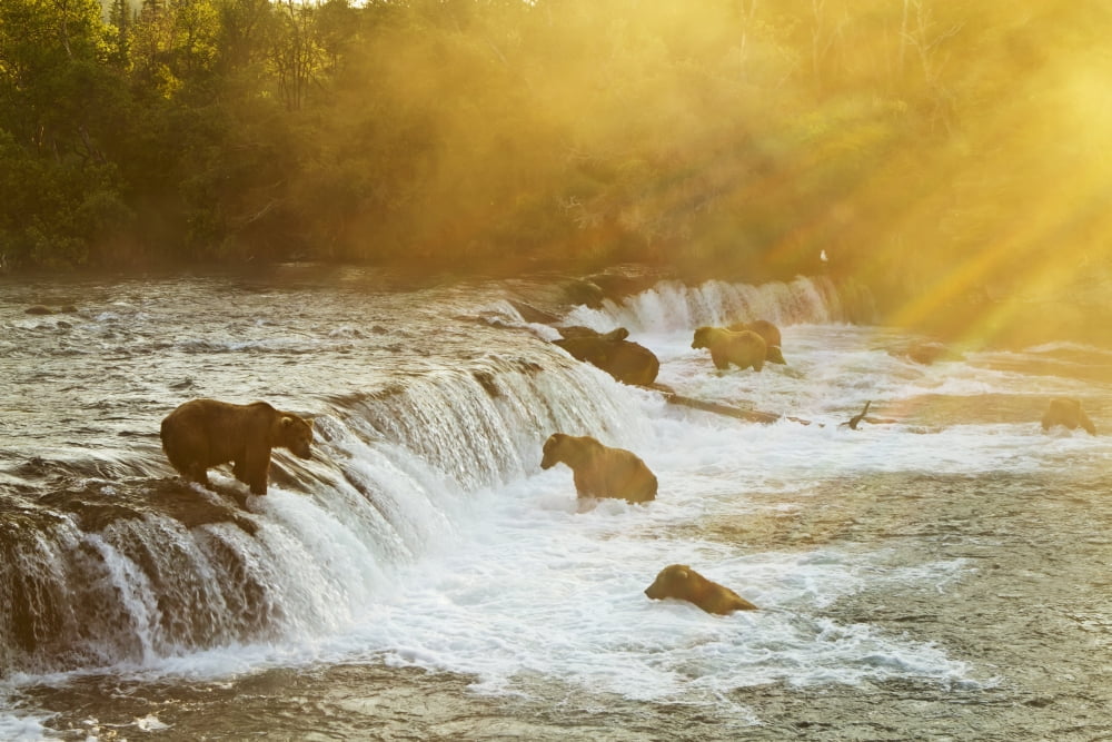 Brown bears (Ursus arctos) gathered at Brooks Falls to fish for salmon Brooks River Katmai National Park Southwest Alaska Canvas Art - Gary Schultz Design Pics (19 x 12)