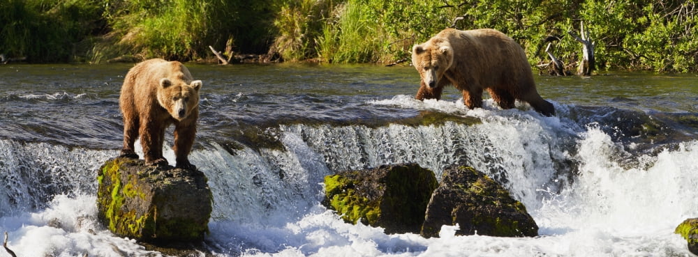 Brown bears (Ursus arctos) standing at Brooks Falls while fishing for sockeye salmon Katmai National Park and Preserve Southwest Alaska Canvas Art - Gary Schultz Design Pics (44 x 16)