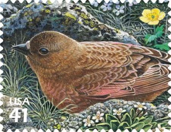 Brown-capped Rosy-finch Canvas Art - US POSTAL SERVICE (22 x 28)
