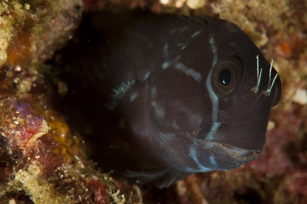 Brown coral blenny peering from a hole Raja Ampat Indonesia Canvas Art - Steve JonesStocktrek Images (35 x 23)