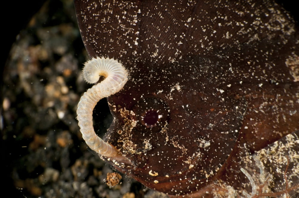 Brown cuckatoo waspfish eating a worm North Sulawesi Indonesia Canvas Art - Mathieu MeurStocktrek Images (18 x 12)