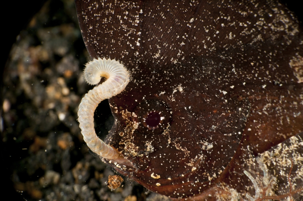 Brown cuckatoo waspfish eating a worm North Sulawesi Indonesia Canvas Art - Mathieu MeurStocktrek Images (35 x 23)