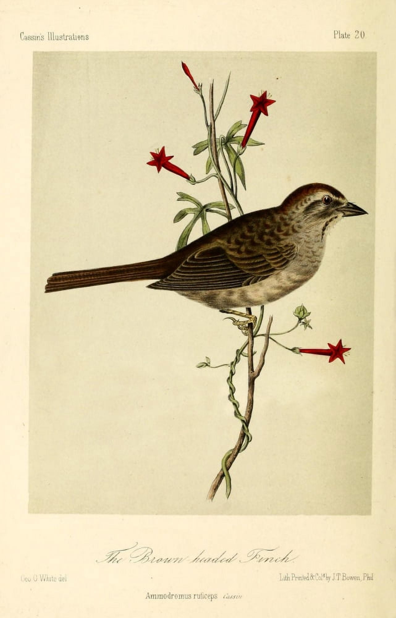 Brown-headed Finch Canvas Art - WE Hitchcock (18 x 24)