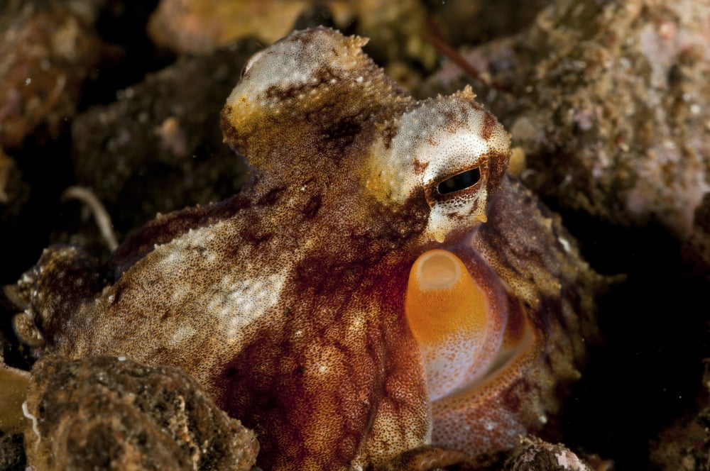 Brown orange and white octopus Canvas Art - Mathieu MeurStocktrek Images (18 x 12)