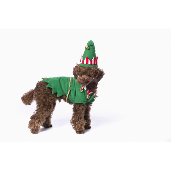 Brown poodle with christmas jester costumeSt albert alberta canada Canvas Art - Corey Hochachka Design Pics (19 x 12)