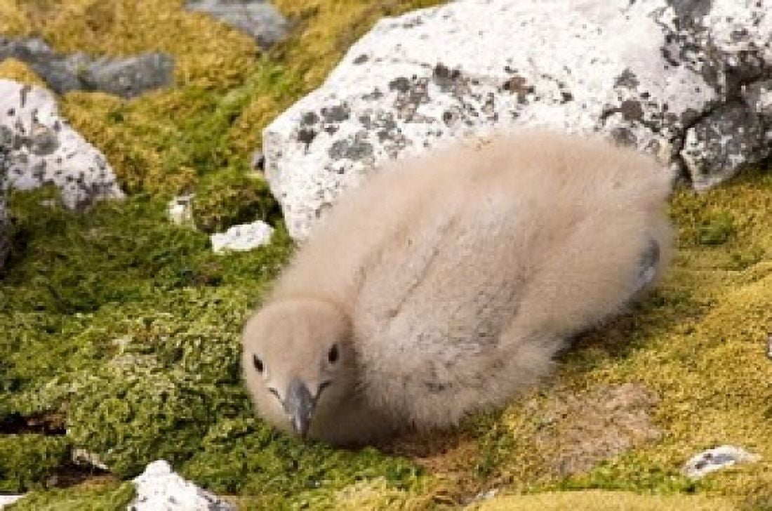 Brown skua bird chick western Antarctic Peninsula Canvas Art - Steve Kazlowski DanitaDelimont (24 x 15)