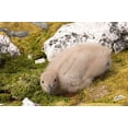 thumbnail image 1 of Brown skua bird chick, western Antarctic Peninsula Poster Print by Steve Kazlowski (24 x 15), 1 of 1