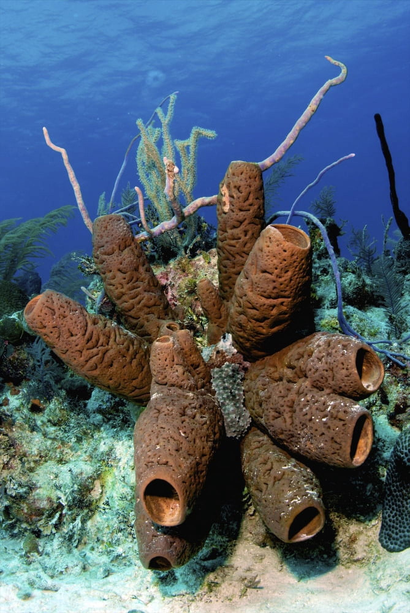 Brown tube sponge cluster Nassau The Bahamas Canvas Art - Amanda NichollsStocktrek Images (23 x 34)