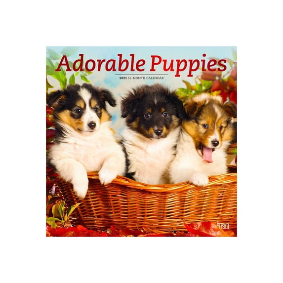 BrownTrout Adorable Puppies - Monthly square calendar - wall mount - 2020-2021 - month to view - 12 in x 12 in - dated