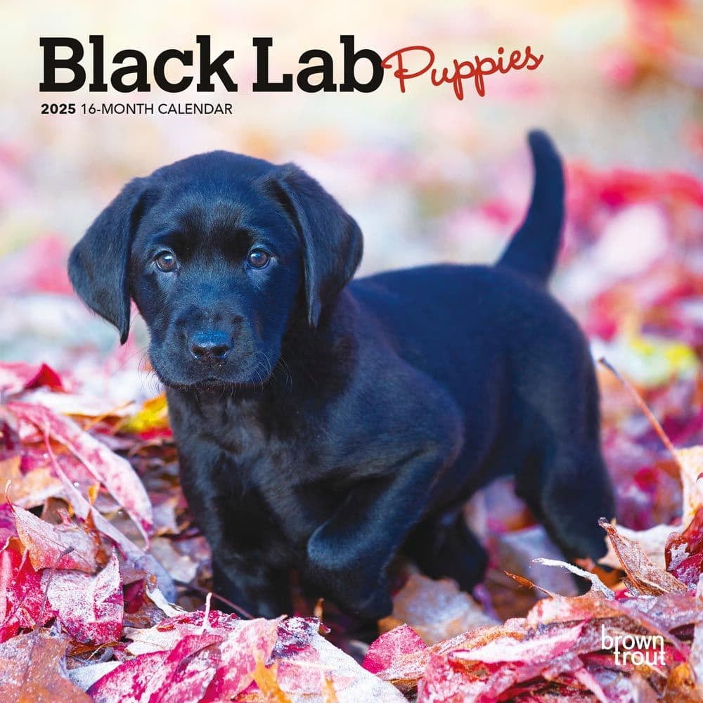 Black Labrador Retriever Puppies | 2025 7 x 14 Inch Monthly