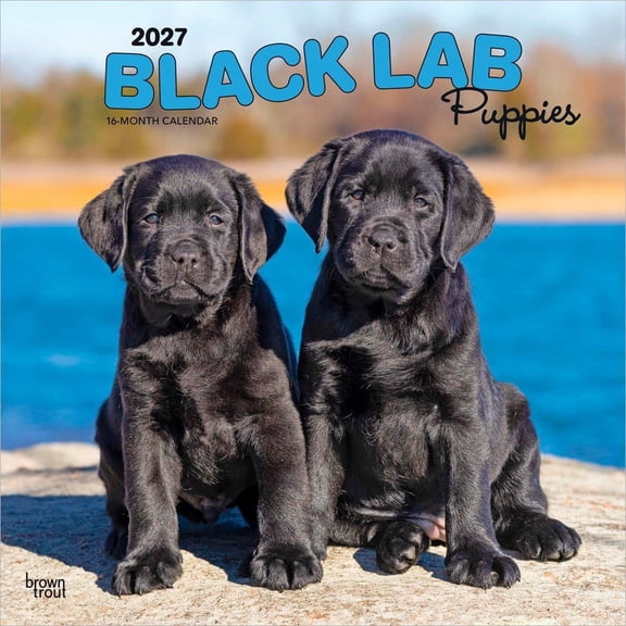 BrownTrout, Black Lab Retriever Puppies 2027 Wall Calendar