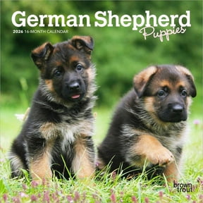 BrownTrout, German Shepherd Puppies 2026 Mini Wall Calendar