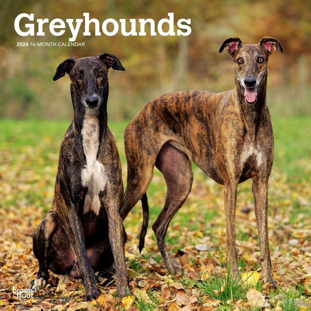 BrownTrout, Greyhounds 2024 Wall Calendar