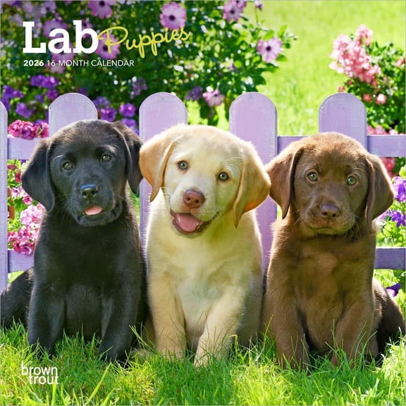 BrownTrout, Lab Retriever Puppies 2026 Mini Wall Calendar
